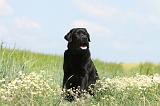 LABRADOR 384